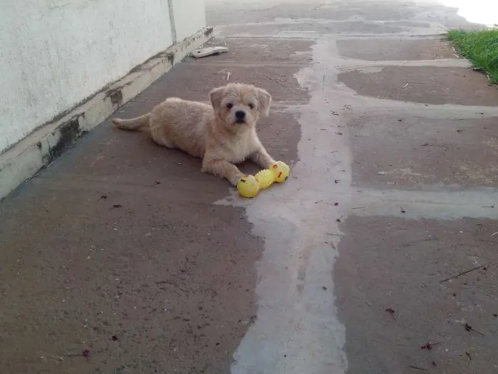 Cachorro ra a Lhasa Apso c/ Fox idade 2 a 6 meses nome Fênix