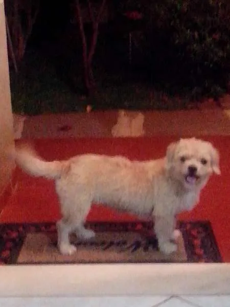 Cachorro ra a Lhasa Apso c/ Fox idade 2 a 6 meses nome Fênix