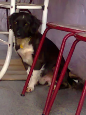 Cachorro raça SRD idade 2 anos nome Bolt