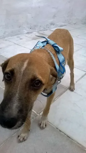 Cachorro raça SRD idade 2 a 6 meses nome Garoto