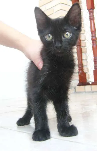 Gato ra a SRD idade Abaixo de 2 meses nome Byron