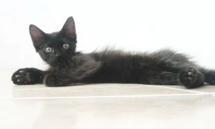 Gato ra a SRD idade Abaixo de 2 meses nome Byron