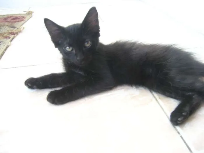Gato ra a SRD idade Abaixo de 2 meses nome Byron