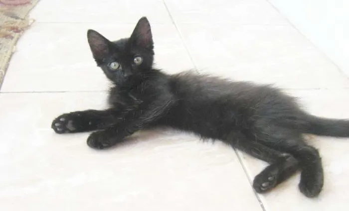 Gato ra a SRD idade Abaixo de 2 meses nome Byron