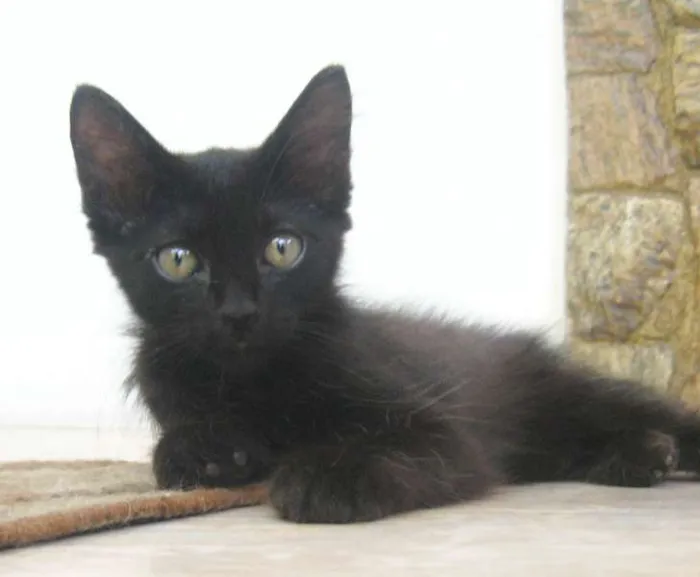 Gato ra a SRD idade Abaixo de 2 meses nome Byron
