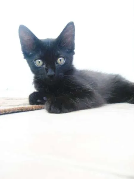 Gato ra a SRD idade Abaixo de 2 meses nome Byron