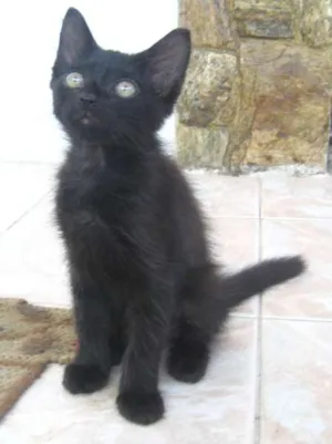 Gato raça SRD idade Abaixo de 2 meses nome Byron