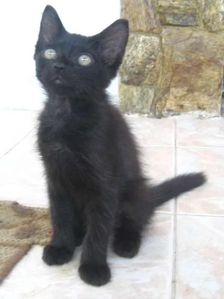 Gato ra a SRD idade Abaixo de 2 meses nome Byron