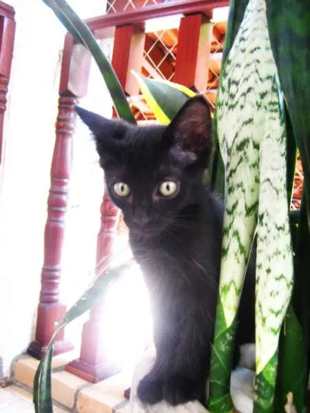 Gato ra a SRD idade Abaixo de 2 meses nome Byron