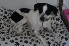 Cachorro raça SRD idade  nome THYSU