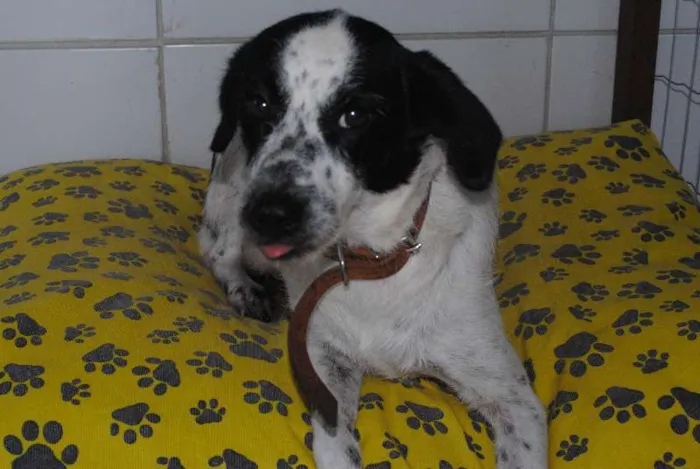 Cachorro raça SRD idade  nome THYSU