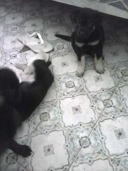 Cachorro ra a Indefinida idade Abaixo de 2 meses nome filhotinhos