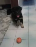 filhotinhos