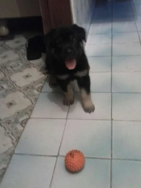 Cachorro ra a Indefinida idade Abaixo de 2 meses nome filhotinhos