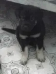 filhotinhos