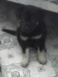 Cachorro ra a Indefinida idade Abaixo de 2 meses nome filhotinhos