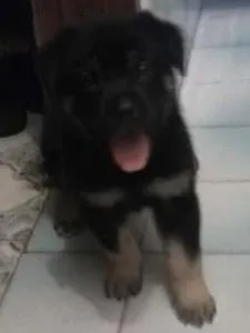 Cachorro ra a Indefinida idade Abaixo de 2 meses nome filhotinhos