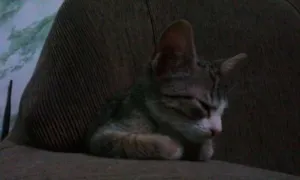 Gato raça SRD idade Abaixo de 2 meses nome Sem nome