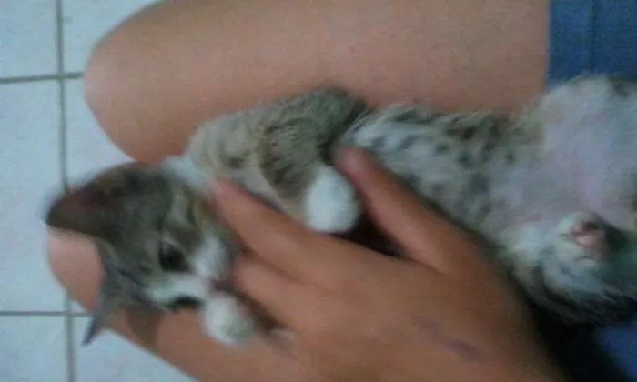 Gato raça SRD idade Abaixo de 2 meses nome Sem nome