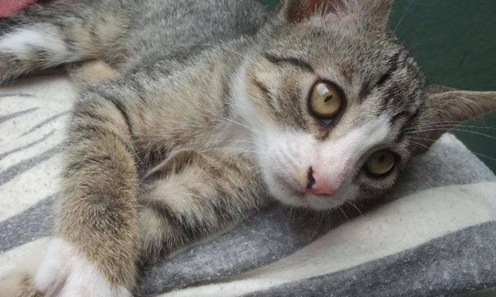 Gato raça SRD idade Abaixo de 2 meses nome Sem nome