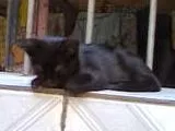 Gato ra a não tem idade Abaixo de 2 meses nome não tem 