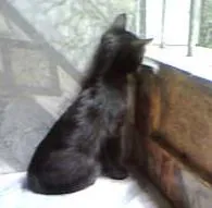 Gato ra a não tem idade Abaixo de 2 meses nome não tem 