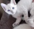Saphira e filhotes
