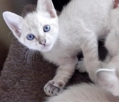 Gato ra a SRD idade 2 a 6 meses nome Saphira e filhotes