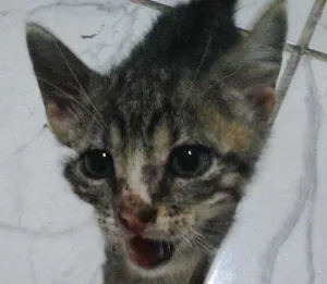 Gato raça Mestiços idade Abaixo de 2 meses nome Sem Nome
