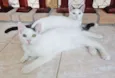 Tony e Cleo