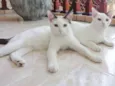 Tony e Cleo