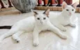 Tony e Cleo