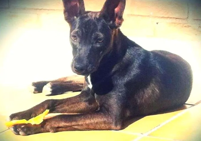 Cachorro ra a vira lata  idade 2 a 6 meses nome Morgana 