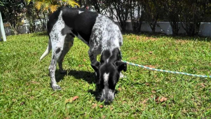 Cachorro ra a SRD idade 1 ano nome Wilsinho