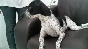 Cachorro raça SRD idade 1 ano nome Wilsinho