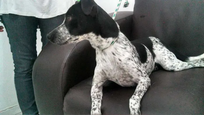 Cachorro ra a SRD idade 1 ano nome Wilsinho