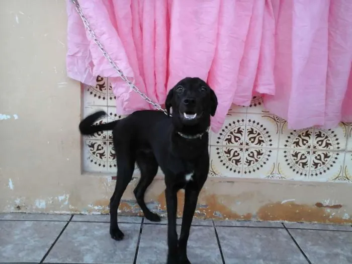 Cachorro raça SRD idade 2 a 6 meses nome Lupinho