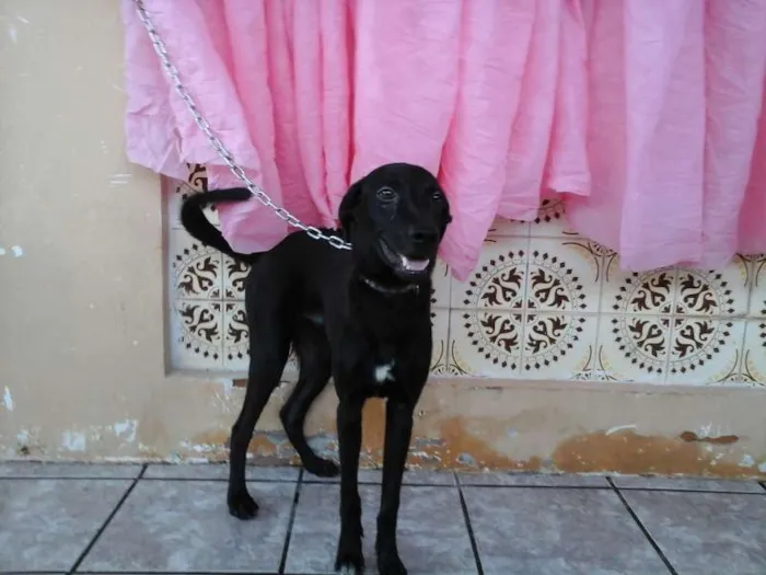 Cachorro raça SRD idade 2 a 6 meses nome Lupinho