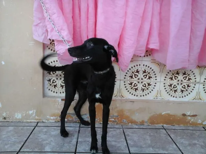 Cachorro raça SRD idade 2 a 6 meses nome Lupinho