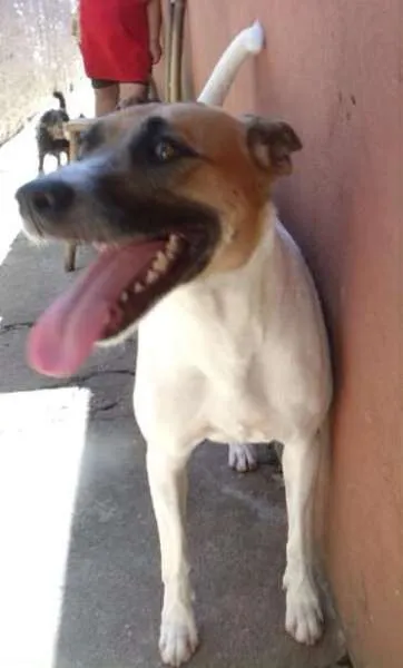 Cachorro ra a SRD idade 3 anos nome Neli