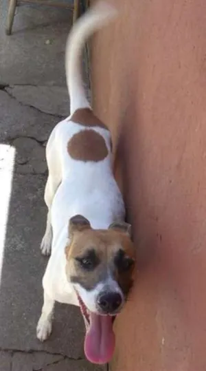Cachorro raça SRD idade 3 anos nome Neli