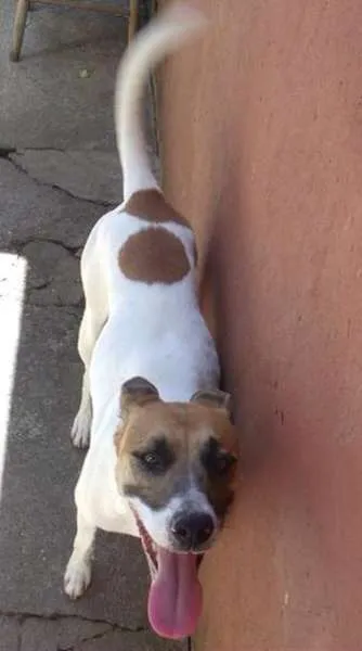 Cachorro ra a SRD idade 3 anos nome Neli