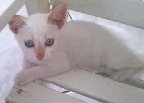 Gato ra a  idade 2 a 6 meses nome Branquinhos