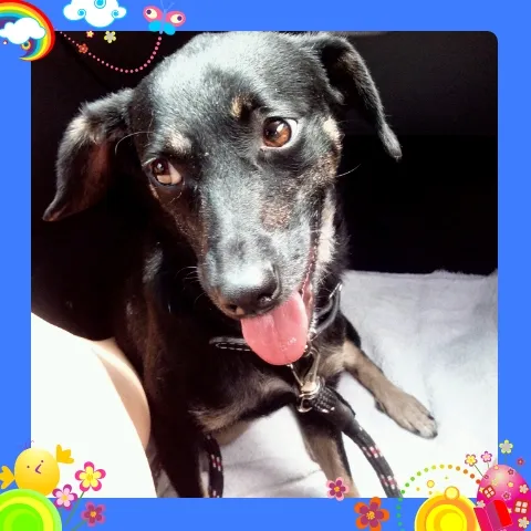 Cachorro ra a SRD idade 2 anos nome Olívia