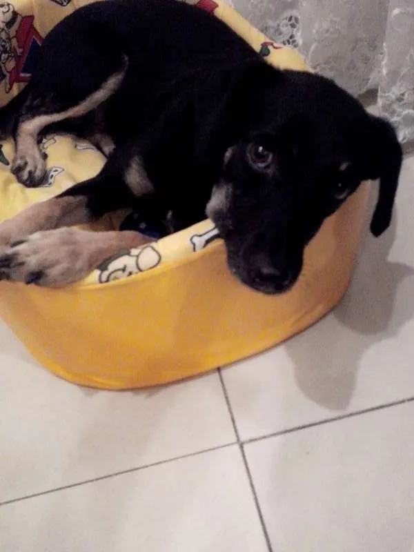 Cachorro ra a SRD idade 2 anos nome Olívia