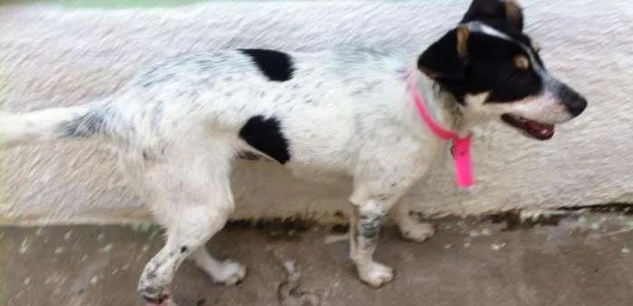 Cachorro ra a SRD idade 5 anos nome Mabel