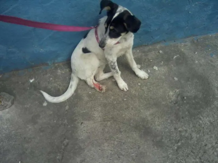 Cachorro ra a SRD idade 5 anos nome Mabel