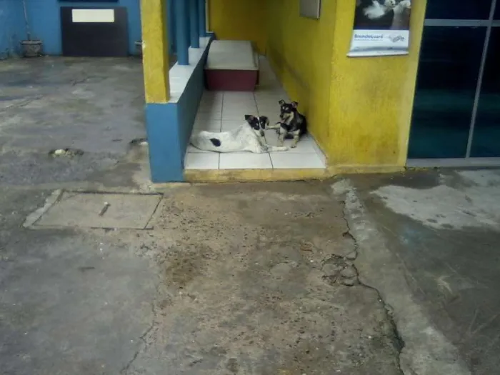 Cachorro ra a SRD idade 5 anos nome Mabel