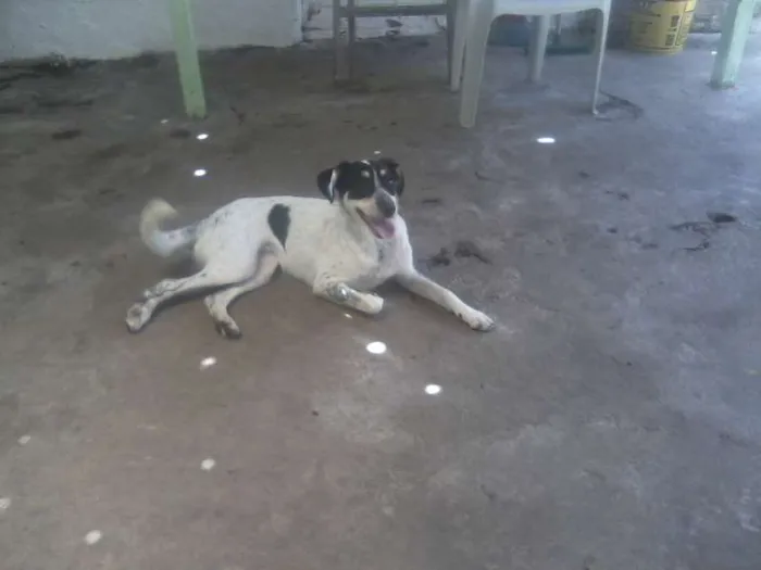 Cachorro ra a SRD idade 5 anos nome Mabel