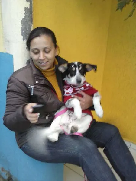 Cachorro ra a SRD idade 5 anos nome Mabel